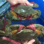 Cua Thịt Cà Mau tươi  - Sống