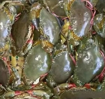 Nhiều chủ vựa bị dọa từ chối vận chuyển cua lên Tân Sơn Nhất để xuất khẩu