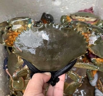 Các chủ vựa bị số lạ dọa khi đưa cua xuất khẩu qua sân bay Tân Sơn Nhất kêu cứu